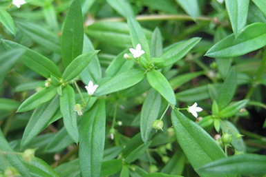 科学技术--植物提取物